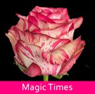 Magic_Times