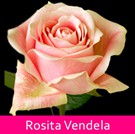 08 Rosita-Vendela