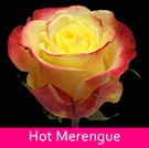 17 Hot-Merengue