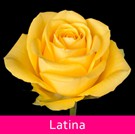 19 Latina
