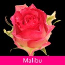 23 Malibu