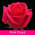 26 Pink-Floyd